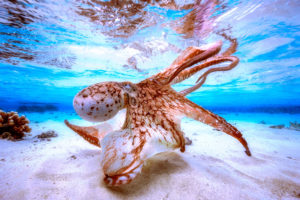 Underwater Photographer of the Year 2017 exhibition 
