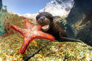Underwater Photographer of the Year 2017 exhibition
