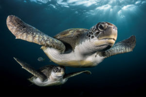 Underwater Photographer of the Year 2017 exhibition 