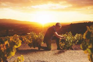 Bosman Family Vineyards Corlea Fourie