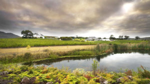 Learn about the rich Cape Floral Kingdom at Bouchard Finlayson