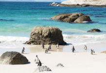 Cape Camino: Winter Walk Cape Camino Winter Walk, Cape Peninsula, Boulders Beach Lodge Cape