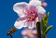 De Krans: Spring Blossom Fest De Krans Spring Blossom Festival, Calitzdorp