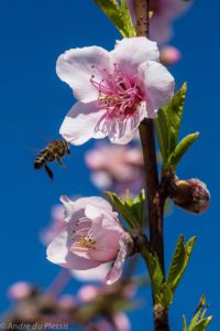 De Krans Spring Blossom Festival