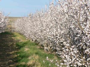 De Krans Spring Blossom Festival