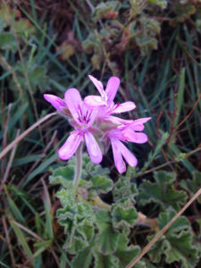 Rose Geranium essential oils