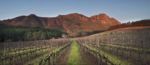 Delheim Estate Delheim Grand Reserve 2014,