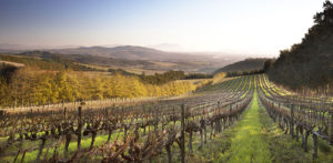 Delheim Estate Delheim Grand Reserve 2014,