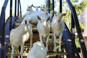 La Capra Goat Run at Fairview Wine and Cheese, Paarl