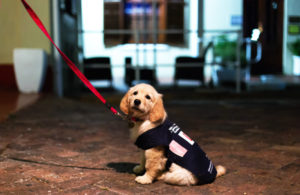 SA Guide-Dogs Association for the Blind