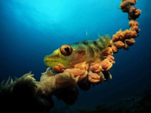 Underwater-Photographer-of-the-Year-2017-Mozambique-Jenny-Stromvoll x