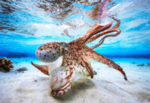 Underwater: Photography