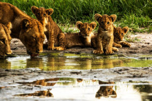 'Savage Kingdom" Uprising'