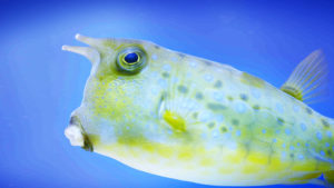 Wild Ones Aquarium An Aquatic Life M-Net series