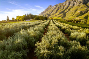 TOKARA: 2018 SA Olive Awards