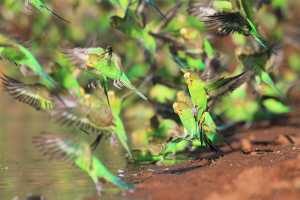 Australia Day on National Geographic Wild