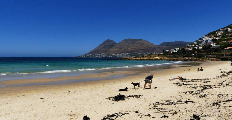 5 BEST BEACHES FOR DOGS IN CAPE TOWN