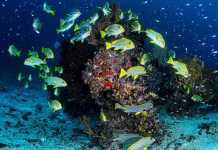 Tintswalo Boulders snorkelling safari Tintswalo Boulders snorkelling safari