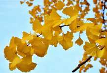 Out of the Shadow: The Peace Trees of Hiroshima