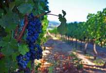 International SauvBlancDay 2022 International Sauvignon Blanc Day SauvBlancDay
