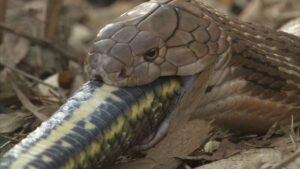 National Geographic Wild Legends of Venom Snake Month March