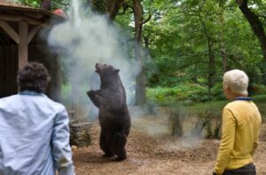 Cocaine Bear review