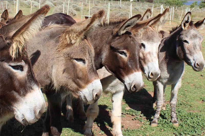 Eseltjiesrus Donkey Sanctuary Music for All CPO