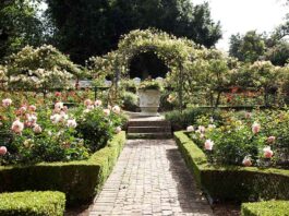 Explore The Cellars-Hohenort gardens and support St Luke’s Hospice Cellars-Hohenort gardens and support St Luke’s Hospice