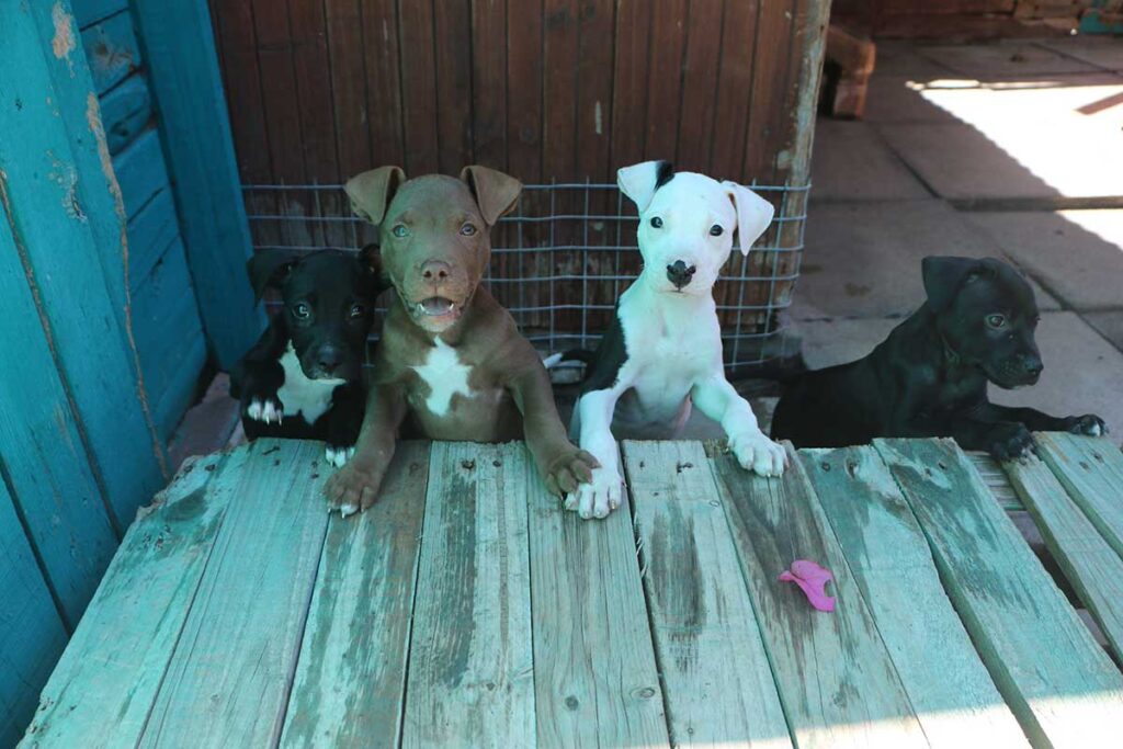 Tears dogs adoption day