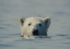 Oscar contenders headline Encounters documentary festival Nuisance Bear, winner of the Sundance 2026 Grand Jury Prize