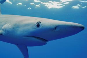 SharkFest 2026 with Nat Geo