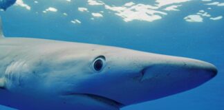 SharkFest 2026 with Nat Geo SharkFest 2026 with Nat Geo