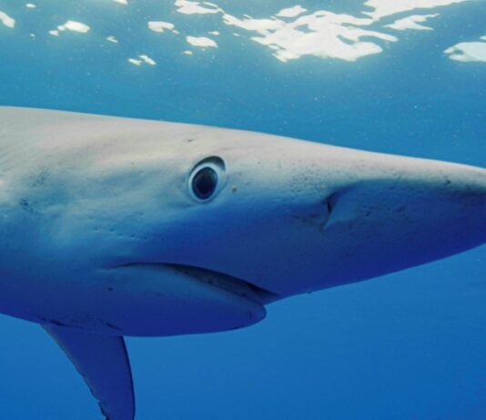 SharkFest 2026 with Nat Geo SharkFest 2026 with Nat Geo