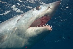 SharkFest 2026 with Nat Geo