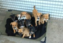 It’s not raining cats and dogs in Cape Town — just lots of TEARS dogs!