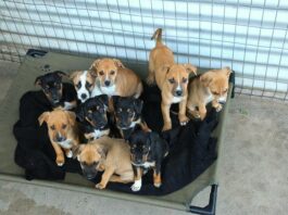 It’s not raining cats and dogs in Cape Town — just lots of TEARS dogs!