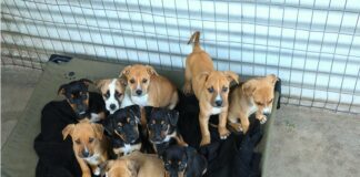 It’s not raining cats and dogs in Cape Town — just lots of TEARS dogs!