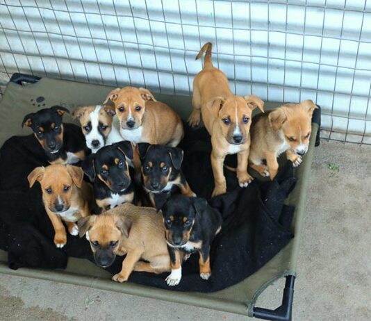 It’s not raining cats and dogs in Cape Town — just lots of TEARS dogs!