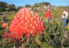 Green Piketberg Route 366 West Coast flowers trip accommodation