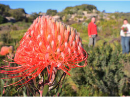 Take a West Coast flower road trip on Green Piketberg Route 366 Green Piketberg Route 366 West Coast flowers trip accommodation