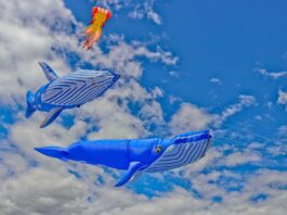 Cape Town International Kite Festival soars at Youngsfield Military Base Cape Town International Kite Festival 2026