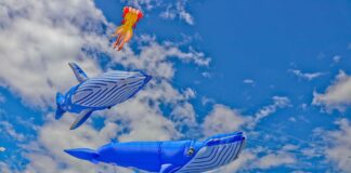 Cape Town International Kite Festival soars at Youngsfield Military Base Cape Town International Kite Festival 2026